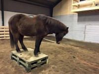 /album/bildgalleri/a11042960-858153784246322-3867729079635384612-n-jpg/